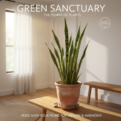 The Complete Guide to the Feng Shui Snake Plant: Where to Put It, What It Does & Hidden Tips