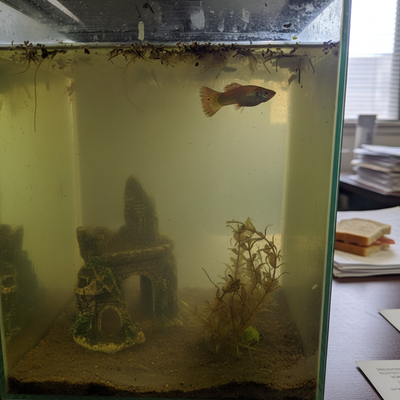 Water Rage: When a Fountain Causes Lawsuits Instead of Wealth